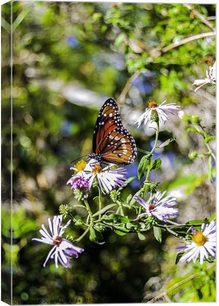 Center of Attention Canvas Print by Judy Hall-Folde