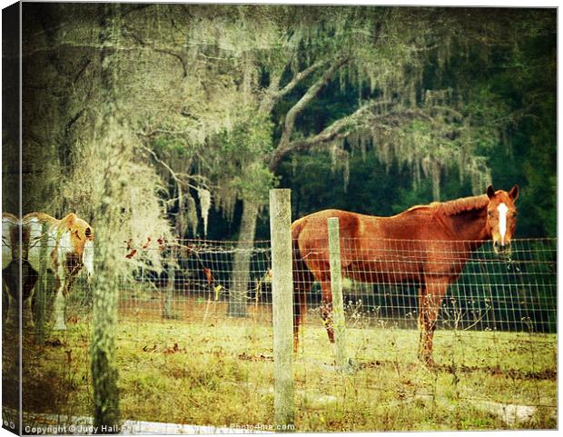Equine Eden Canvas Print by Judy Hall-Folde