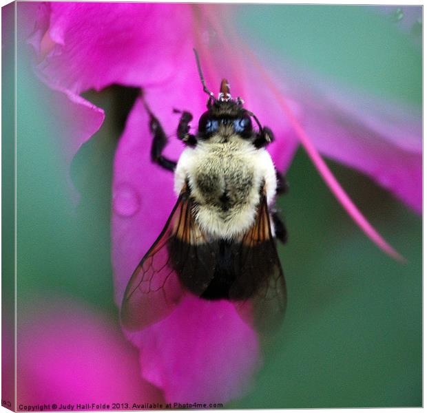 Bumble Bee Canvas Print by Judy Hall-Folde