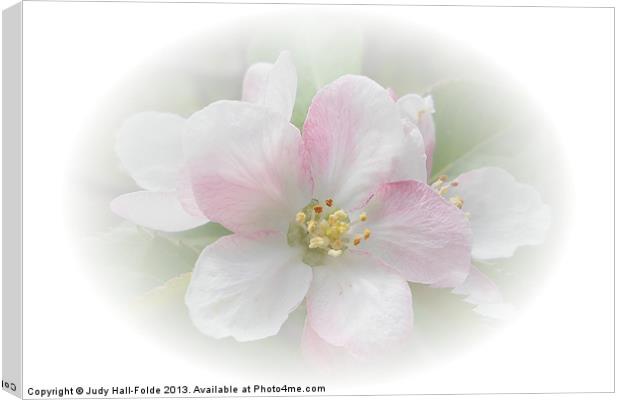 Apple Blossom Canvas Print by Judy Hall-Folde