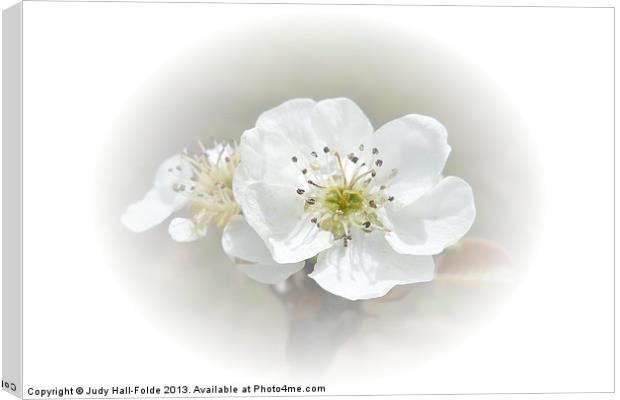 Pear Blossom Canvas Print by Judy Hall-Folde