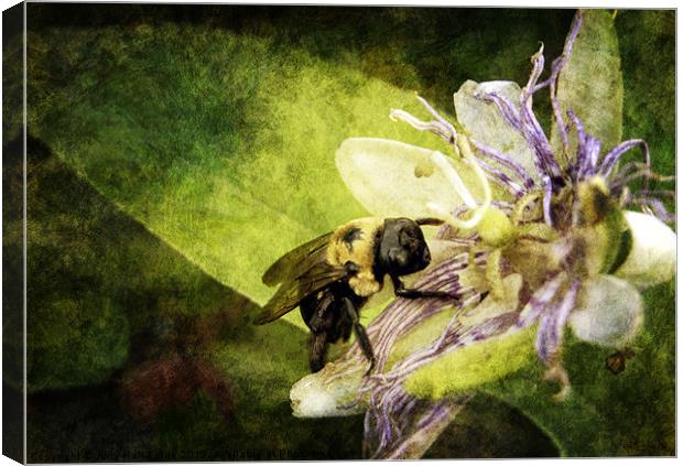 Pollen Hunter Canvas Print by Judy Hall-Folde