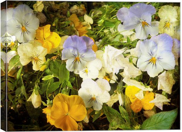Pansies Canvas Print by Judy Hall-Folde