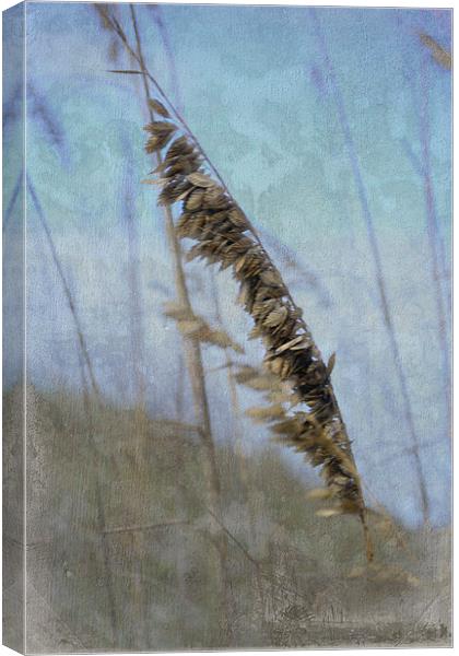 A Whisper in the Wind Canvas Print by Judy Hall-Folde