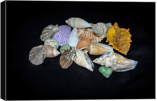 Sea Shells Canvas Print by Judy Hall-Folde