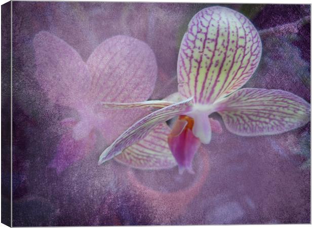 Orchid Canvas Print by Judy Hall-Folde