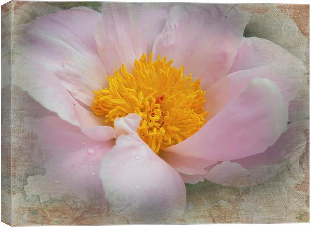Beauty Woven In Canvas Print by Judy Hall-Folde