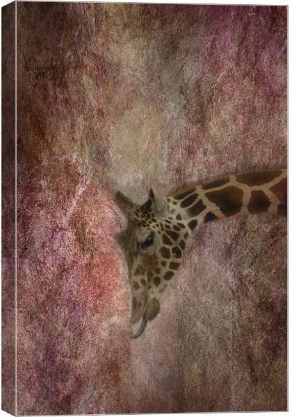 Giraffe Canvas Print by Judy Hall-Folde