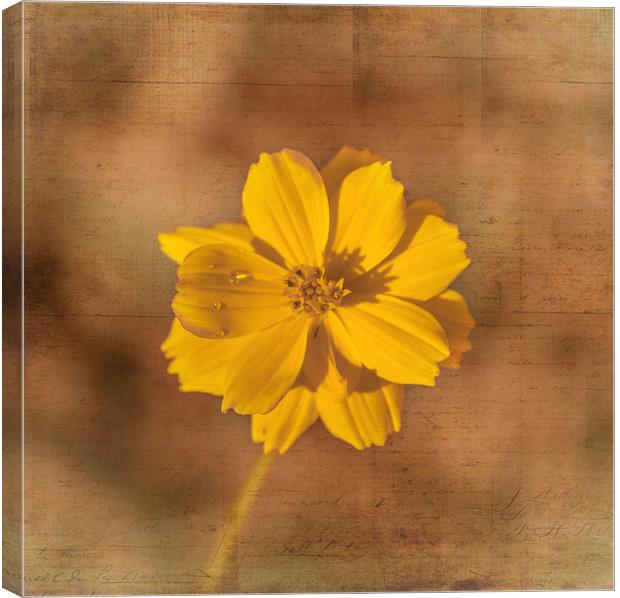 Marigold Canvas Print by Judy Hall-Folde