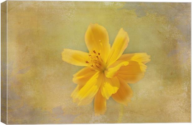 Yellow Flower Canvas Print by Judy Hall-Folde