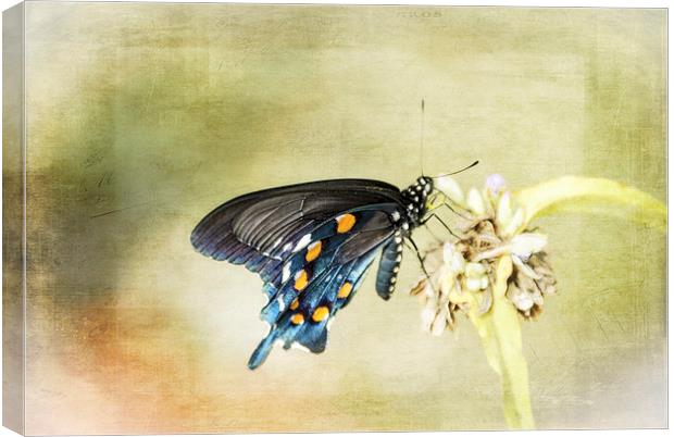 Swallowtail Canvas Print by Judy Hall-Folde