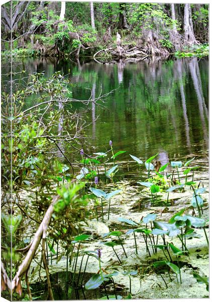 Silver River 1 Canvas Print by Judy Hall-Folde