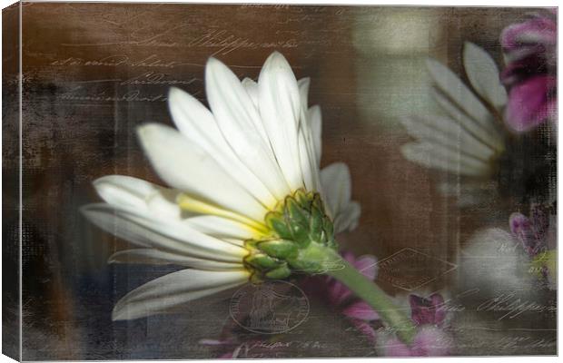 The Other Side of Daisy Canvas Print by Judy Hall-Folde