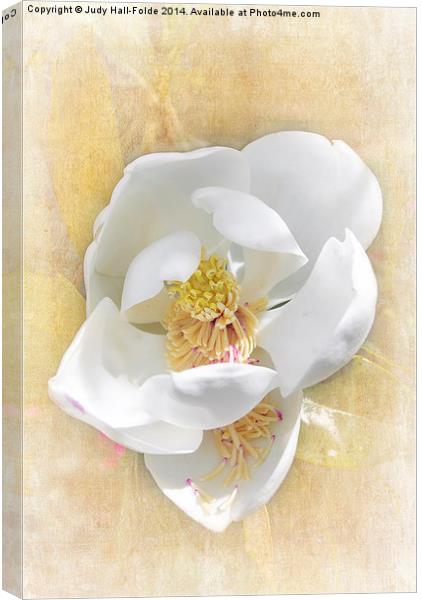  Sweet Southern Magnolia Canvas Print by Judy Hall-Folde