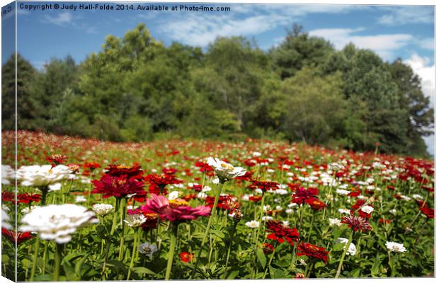  Field of Flowers Canvas Print by Judy Hall-Folde