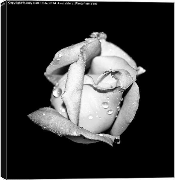  Rosebud in Black and White Canvas Print by Judy Hall-Folde