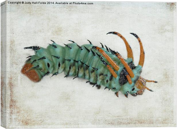  Hickory Horned Devil (Citheronia regalis) Canvas Print by Judy Hall-Folde