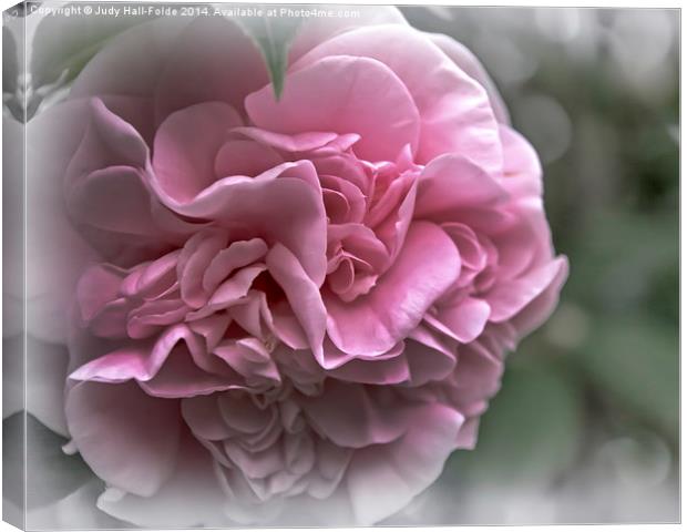  Soft Pink Camellia Canvas Print by Judy Hall-Folde