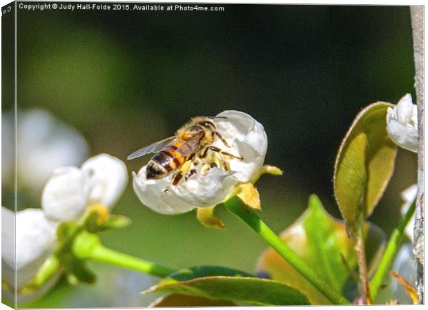  Honey Bee Canvas Print by Judy Hall-Folde