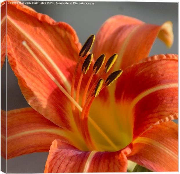  Tiger Lily Canvas Print by Judy Hall-Folde