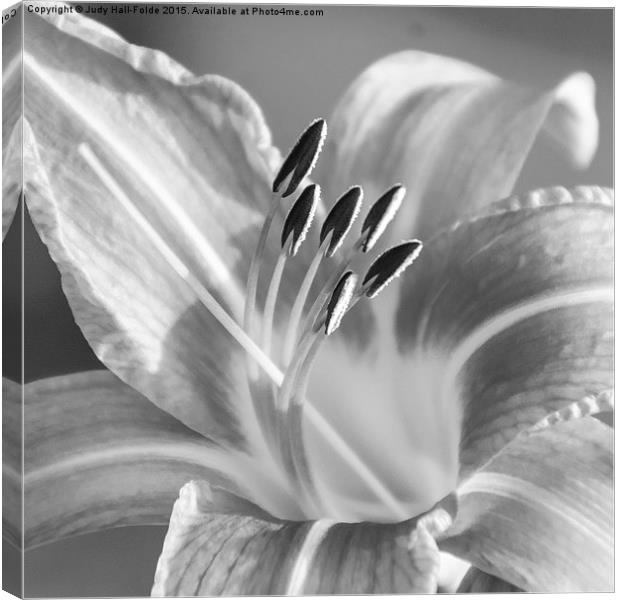  Black and White Tiger Lily Canvas Print by Judy Hall-Folde