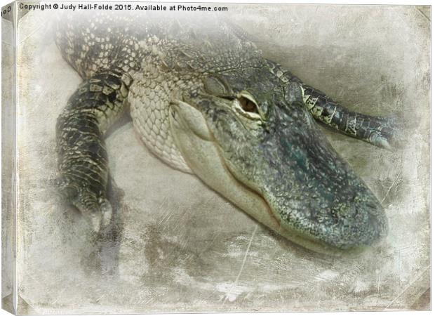  Real Live Gator Canvas Print by Judy Hall-Folde