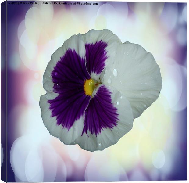  Purple and White Pansy Canvas Print by Judy Hall-Folde