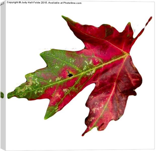  Fall Leaf Canvas Print by Judy Hall-Folde