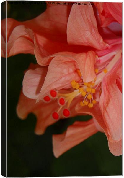  Peach Double Hibiscus Canvas Print by Judy Hall-Folde