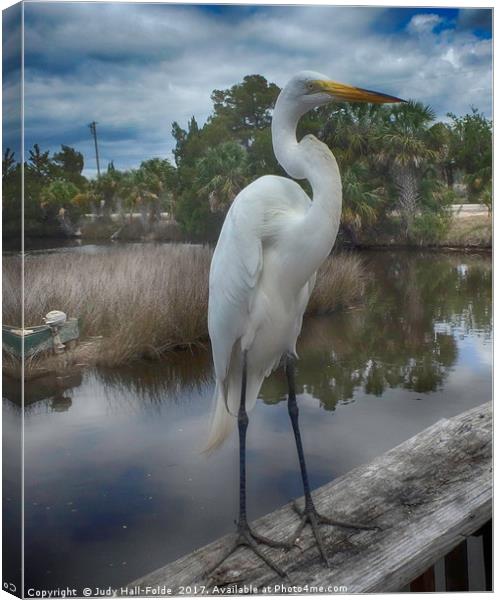 Charlie the Great Egret Canvas Print by Judy Hall-Folde
