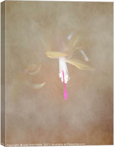 Swaddled Blossom Canvas Print by Judy Hall-Folde