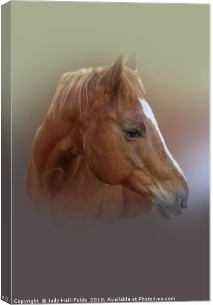 Portrait of a Horse Canvas Print by Judy Hall-Folde