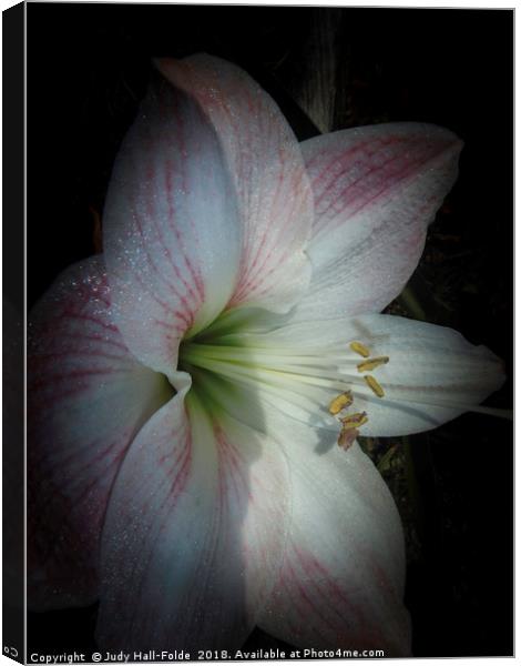 Spring Morning Amaryllis Canvas Print by Judy Hall-Folde