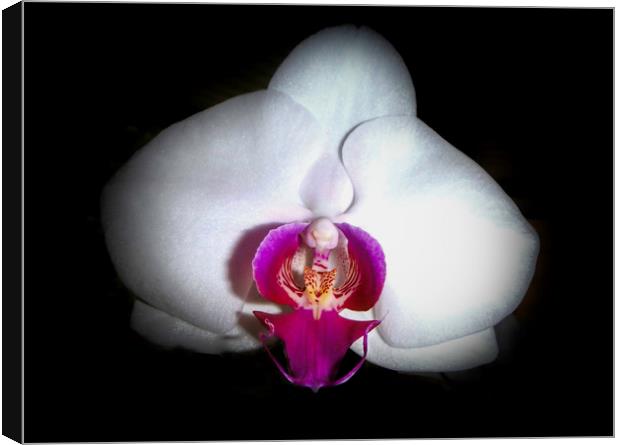 Inside the Orchid Canvas Print by Judy Hall-Folde