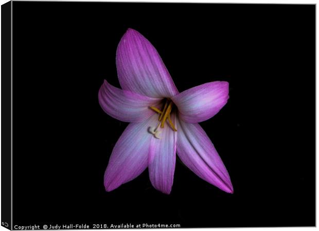 Solo in Pink Canvas Print by Judy Hall-Folde