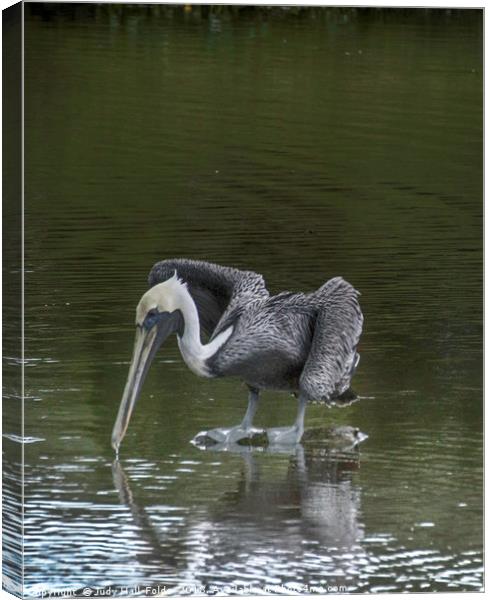Brown Pelican Canvas Print by Judy Hall-Folde
