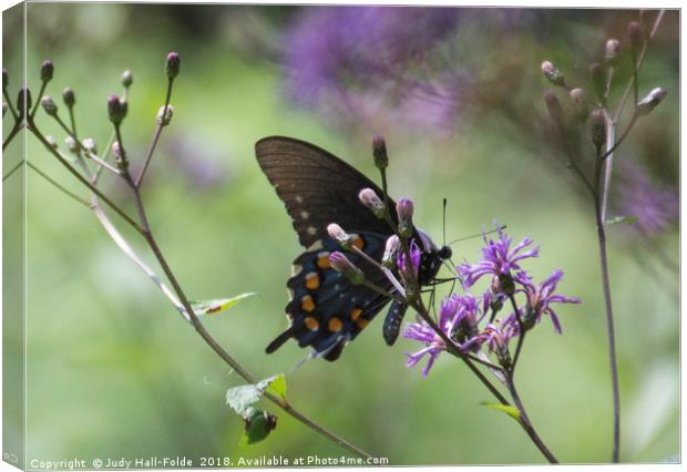 Butterfly, Buds and Petals Canvas Print by Judy Hall-Folde