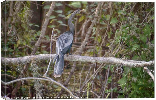 Anhinga  Canvas Print by Judy Hall-Folde