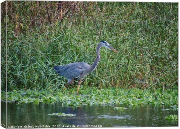 Great Blue Heron Canvas Print by Judy Hall-Folde