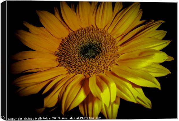 Sunflower Close Up Canvas Print by Judy Hall-Folde