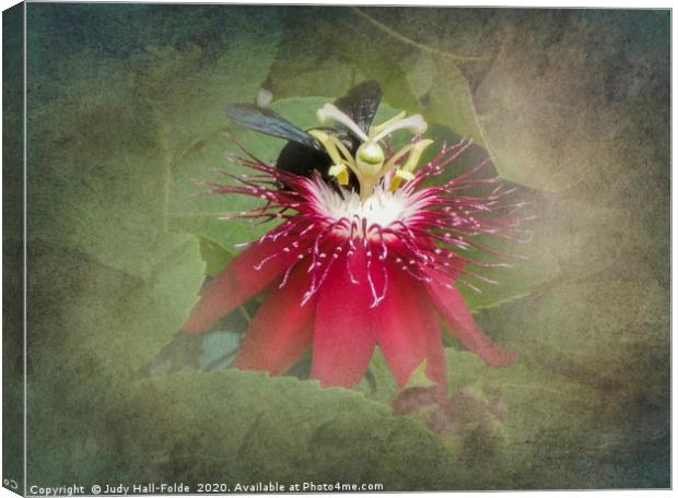 Bee Passion Canvas Print by Judy Hall-Folde
