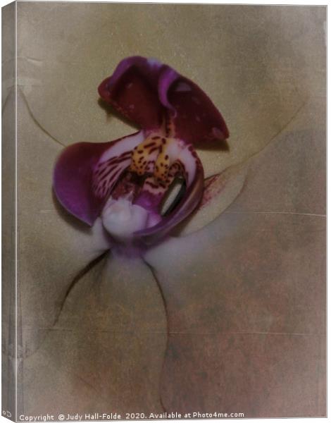 Orchid Macro Canvas Print by Judy Hall-Folde