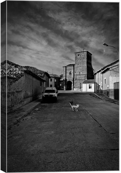 Dogs in the street Canvas Print by Sean Needham