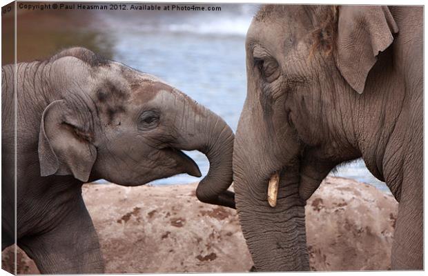 Mother and child Canvas Print by P H