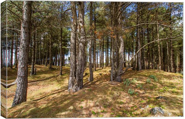 Pine forest Canvas Print by P H