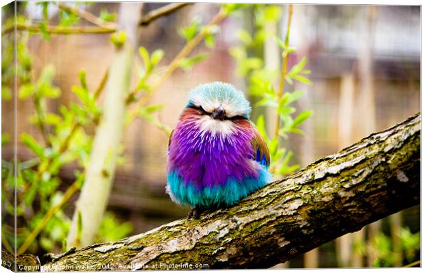 Lilac-Breasted Roller Canvas Print by john walker