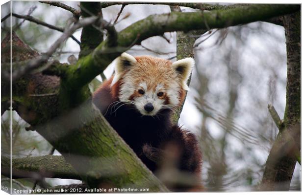 Red Panda Canvas Print by john walker