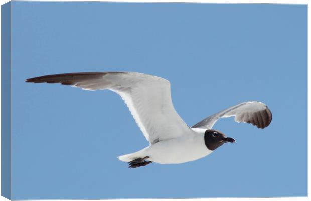 Florida Laughing Gull in Flight Canvas Print by Lawrence Ott