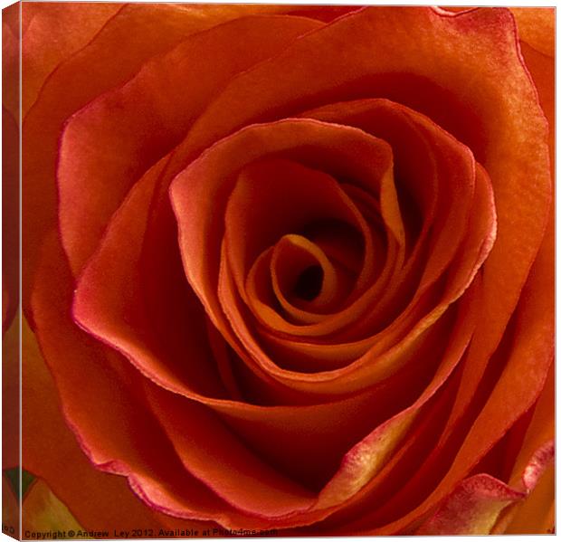 Roses are Red Canvas Print by Andrew Ley
