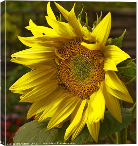 Sunny Sunflower Canvas Print by Andrew Ley